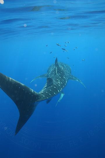 Mergulho 066.JPG
